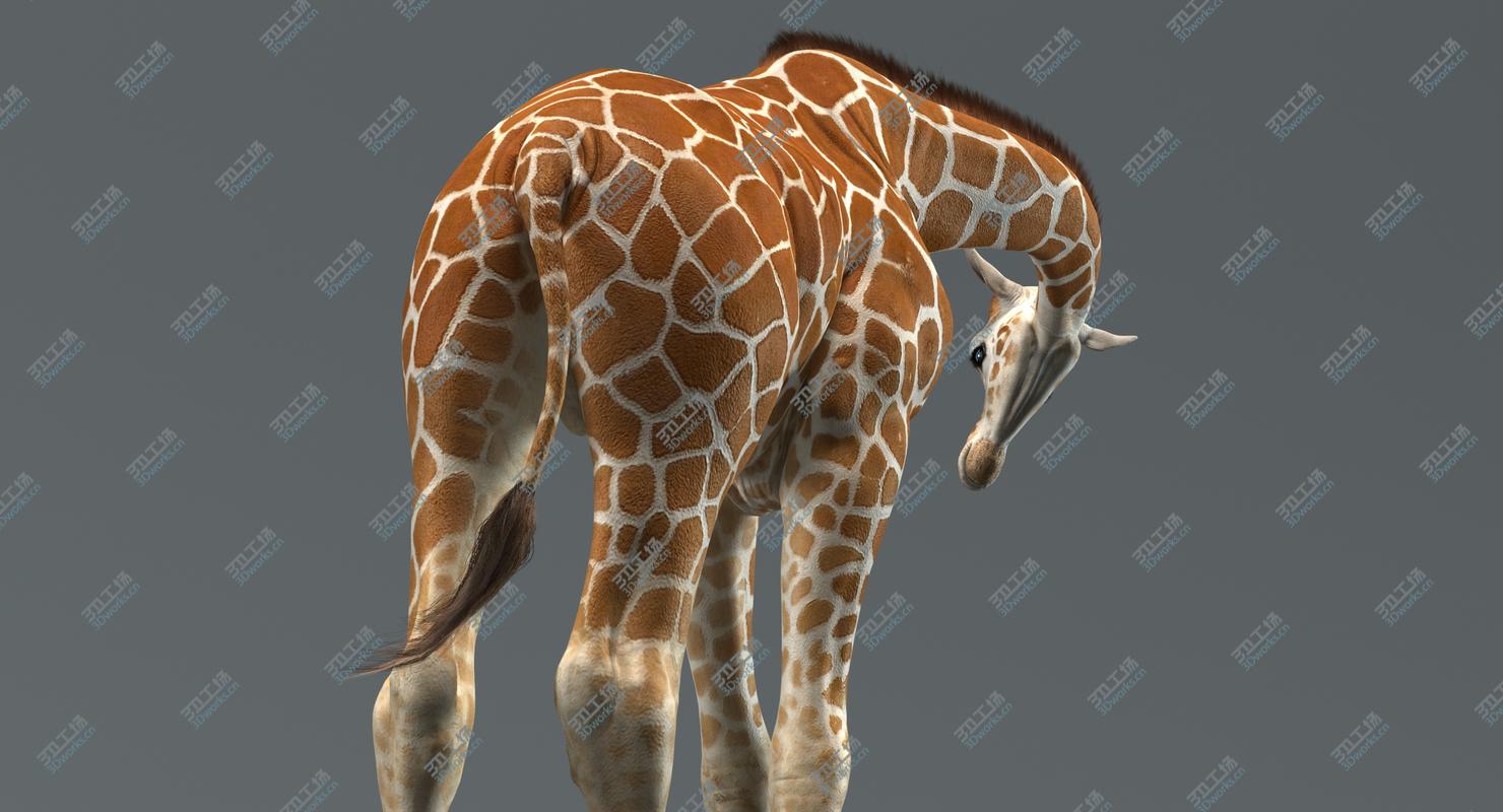 images/goods_img/202105074/Giraffe (Animated) 3D model/5.jpg